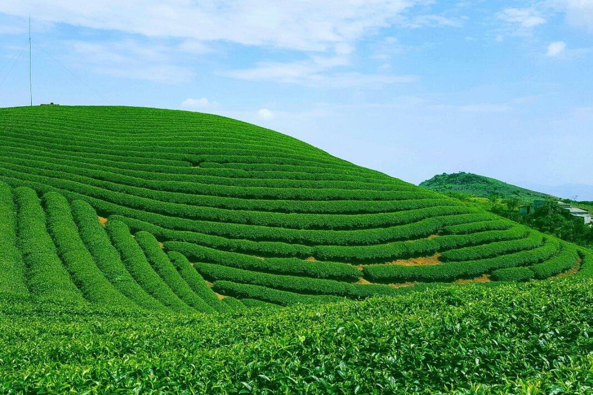 Waves of green tea rows at Moc Suong Tea Hill near Na Ka Valley