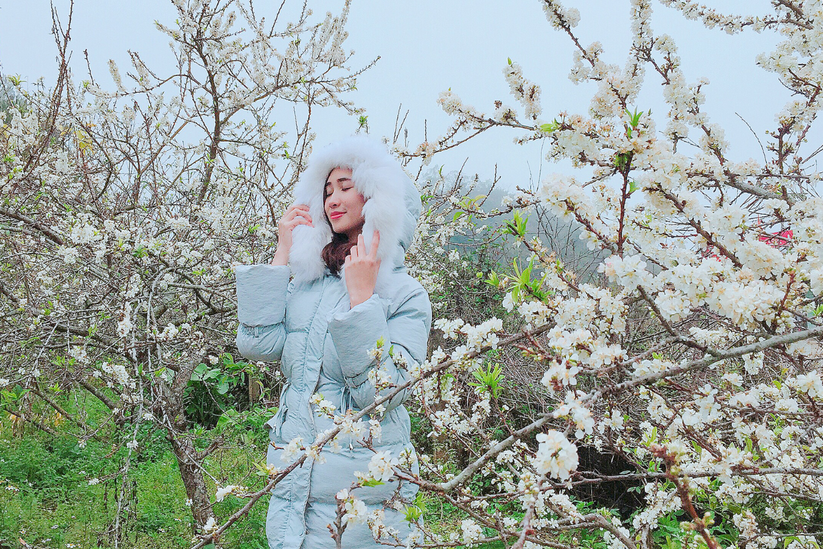 White plum blossoms in full bloom at Na Ka Plum Valley in Moc Chau