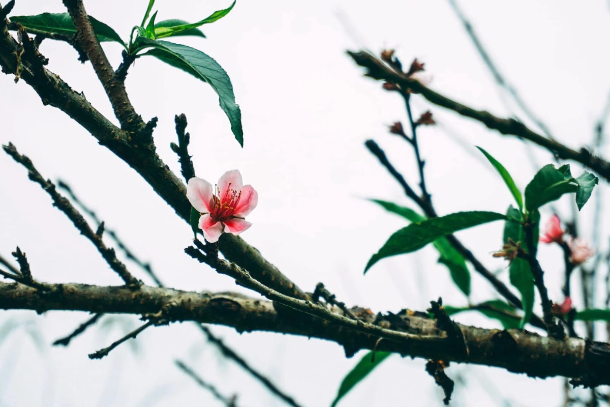 Peach blossoms blooming in Ha Giang