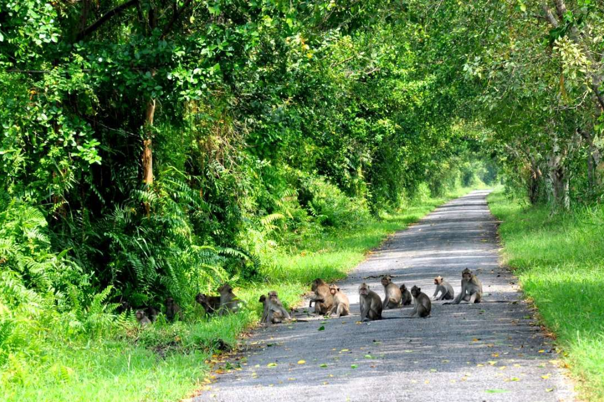 Lush greenery in Phu Quoc National Park