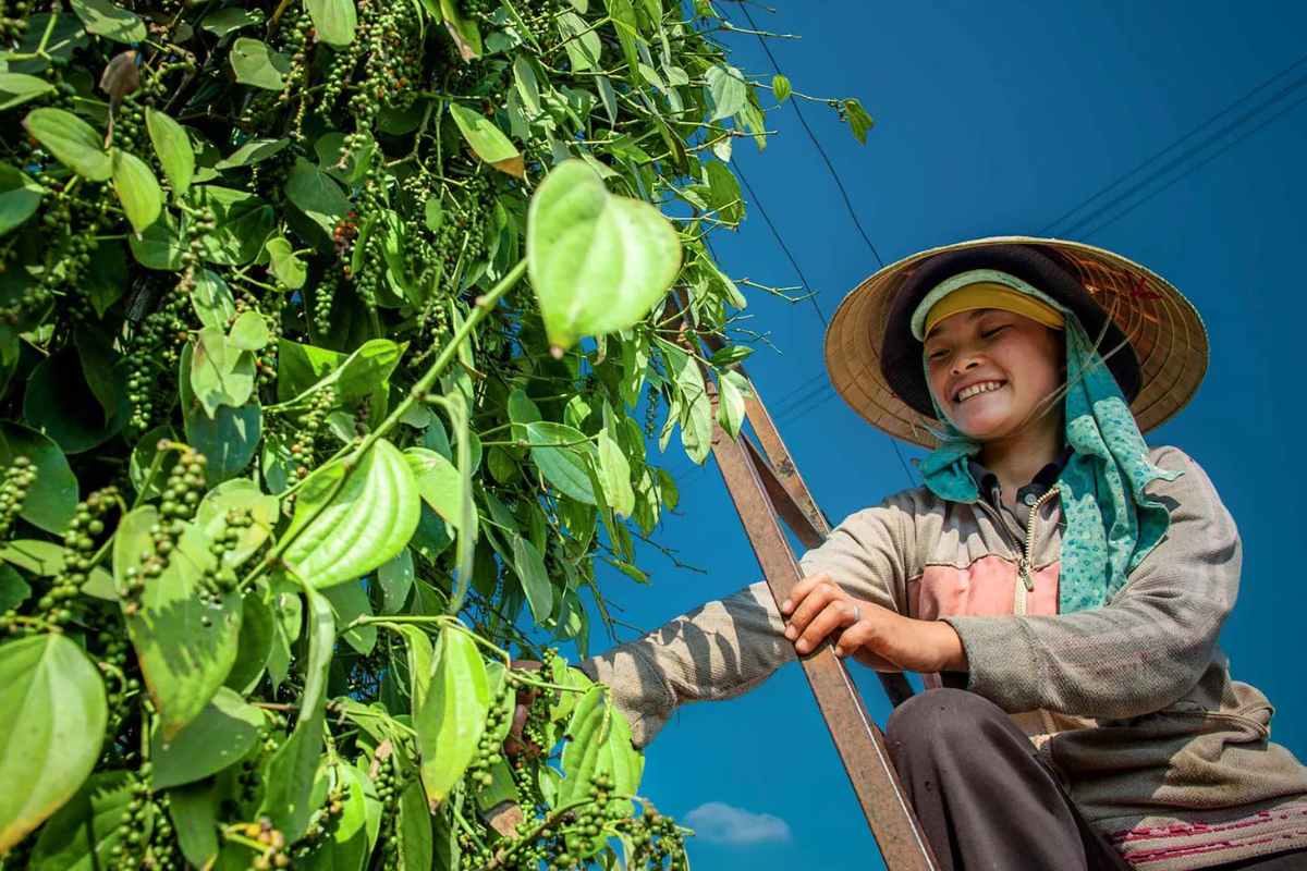 Phu Quoc pepper farm
