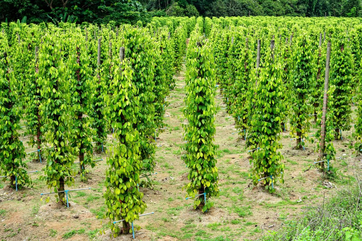 Phu Quoc Pepper Farm