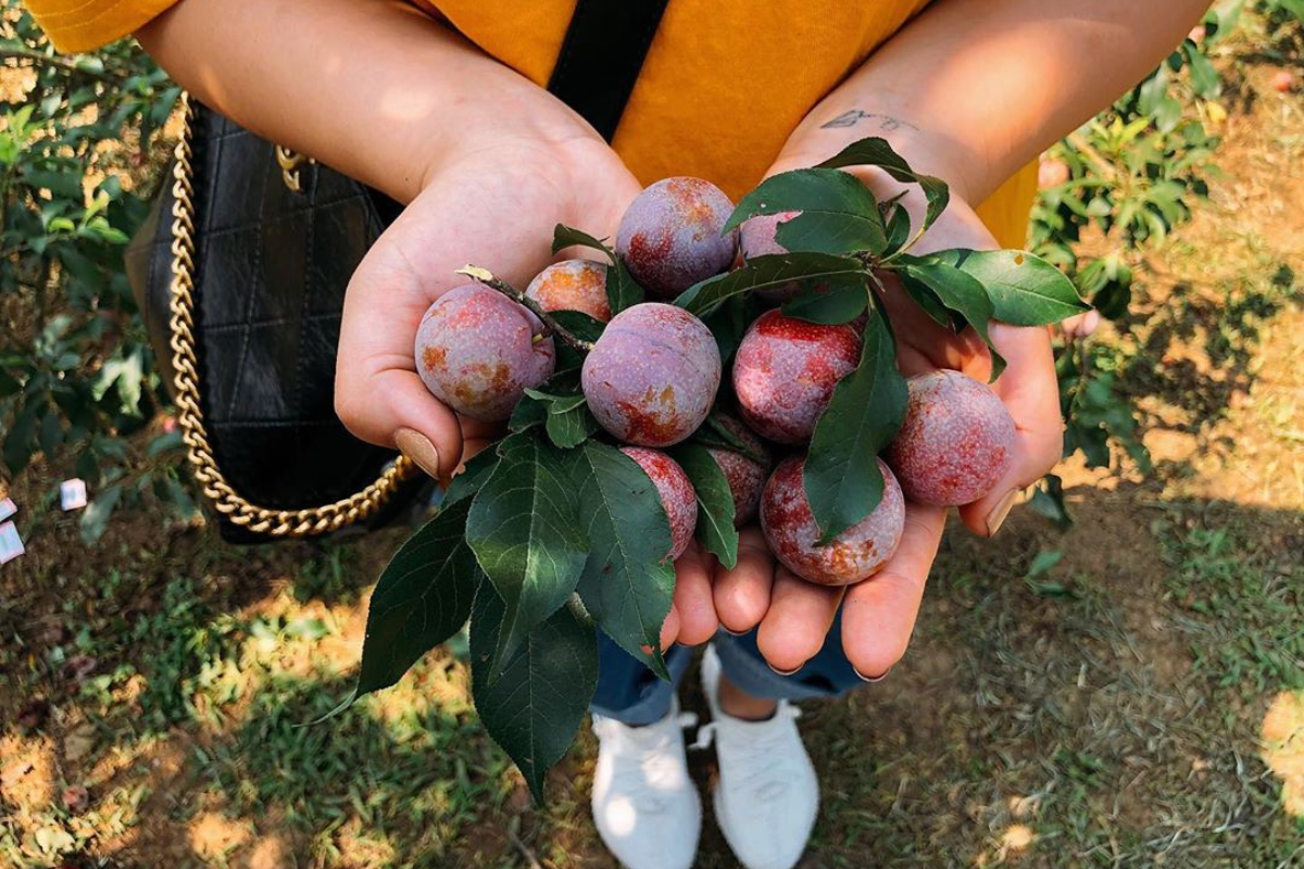 Tourist picking ripe red plums at Na Ka Plum Valley during summer