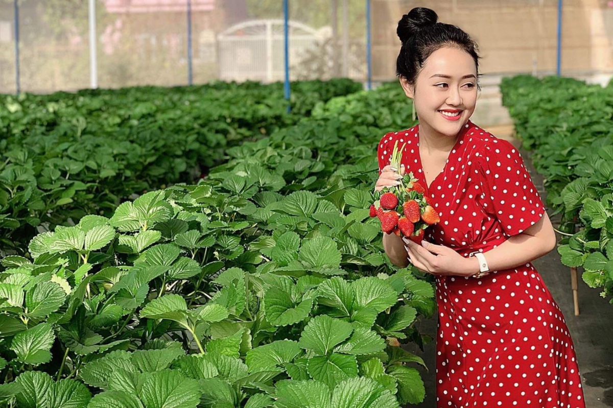 Tourist picking ripe strawberries in Da Lat farm