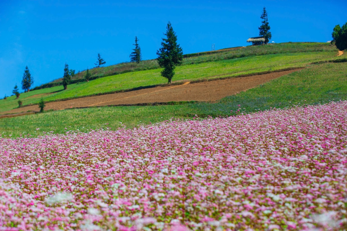 A vast field of pink triangular circuit flowers in full bloom in Ha Giang.