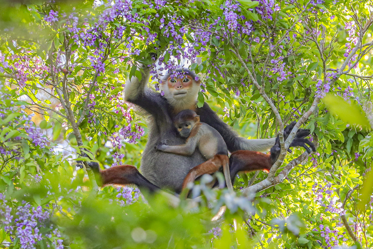 Rare red-shanked douc langur sitting on a tree branch in Son Tra Peninsula