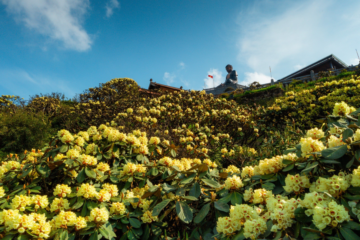 Bright rhododendron flowers on the mountains of Sapa