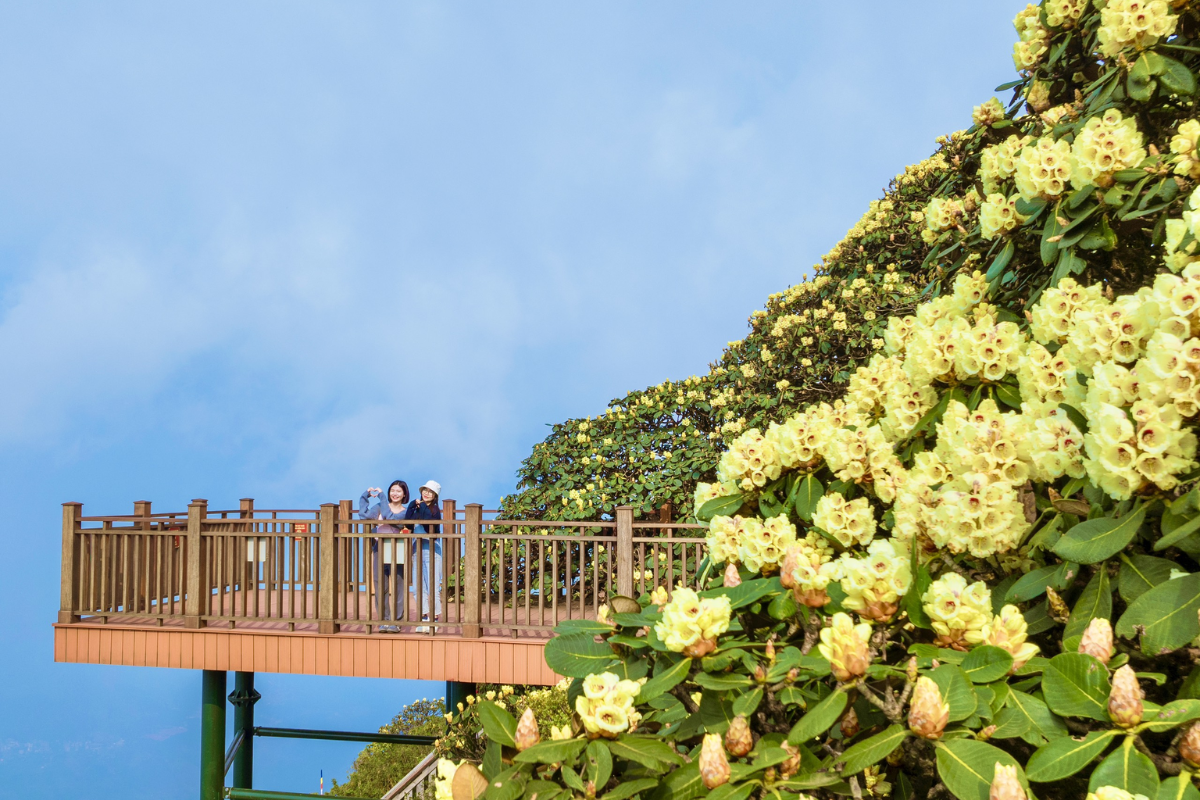 View from Fansipan Peak with blooming azaleas