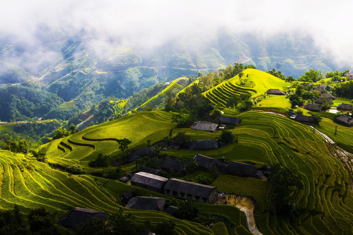 Lush tea hills in Ha Giang