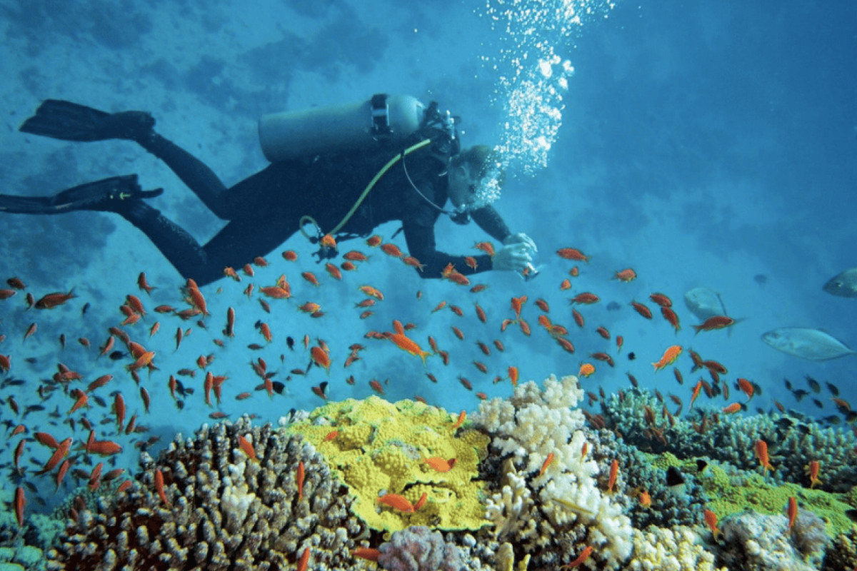 Tourist snorkeling in clear blue waters surrounded by colorful coral reefs