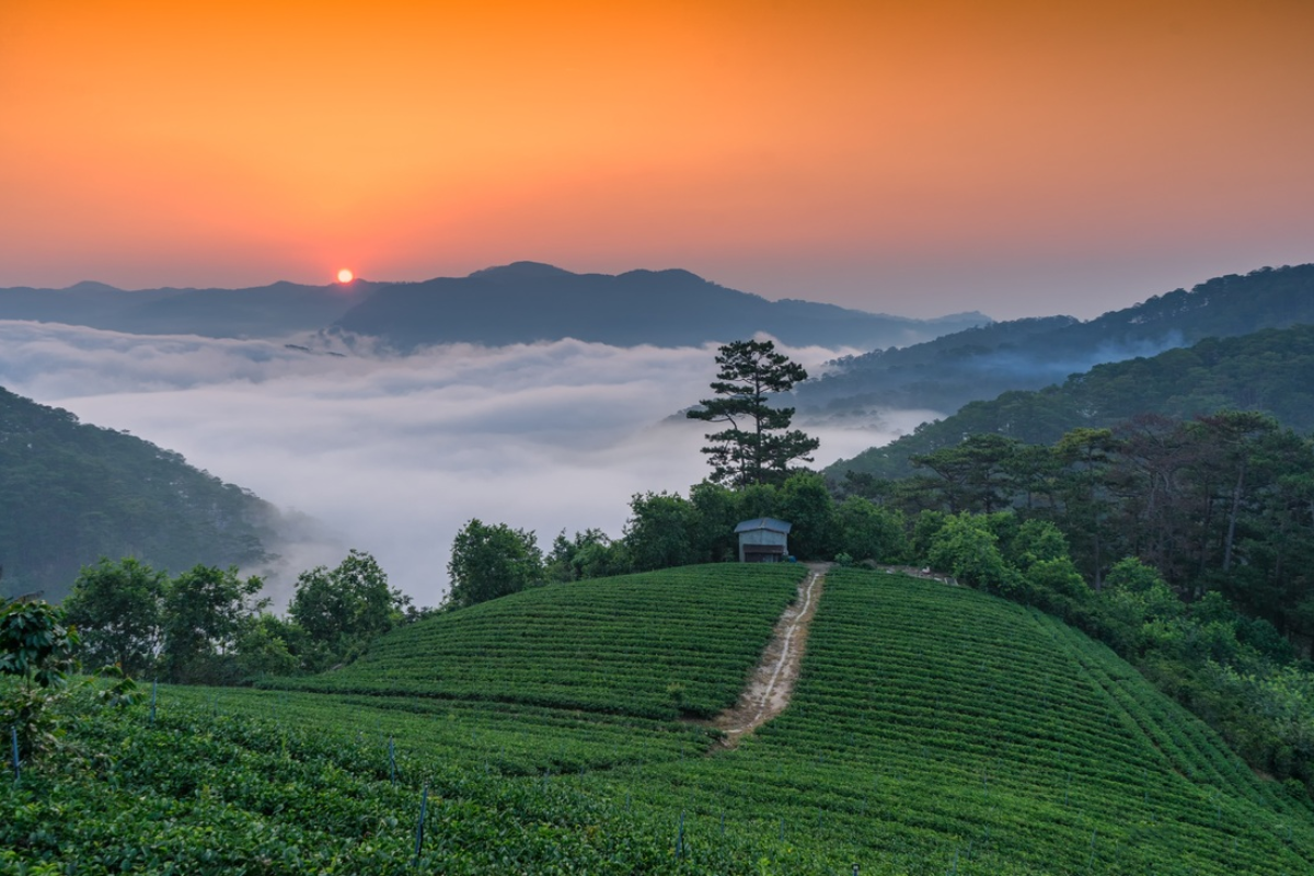 Mist covering Da Lat hills in October with pine trees in the background