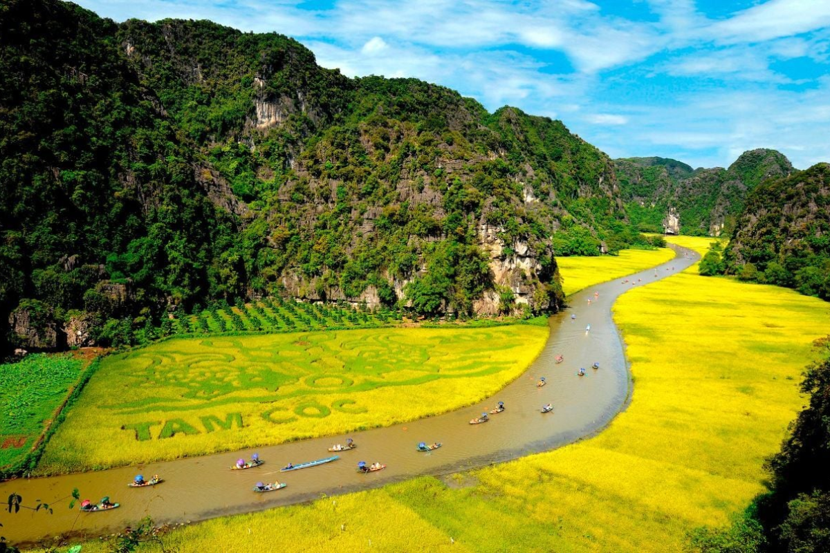 Golden Rice Fields in Tam Coc