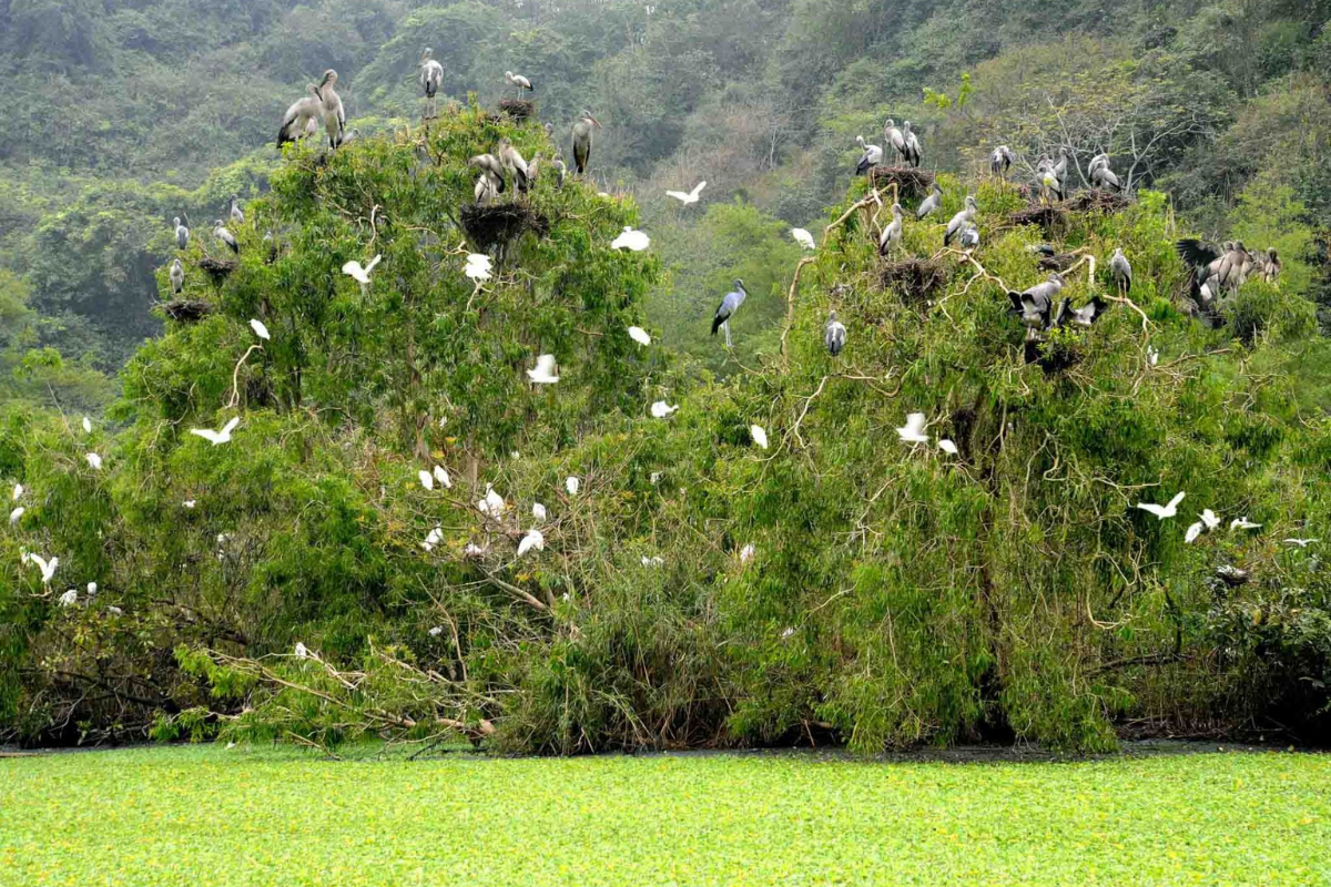 Thung Nham Bird Park