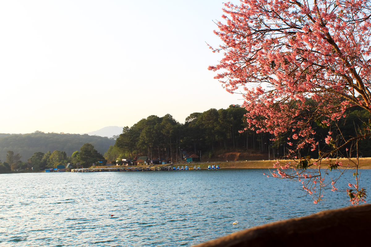 Cherry blossoms blooming near Tuyen Lam Lake in Da Lat