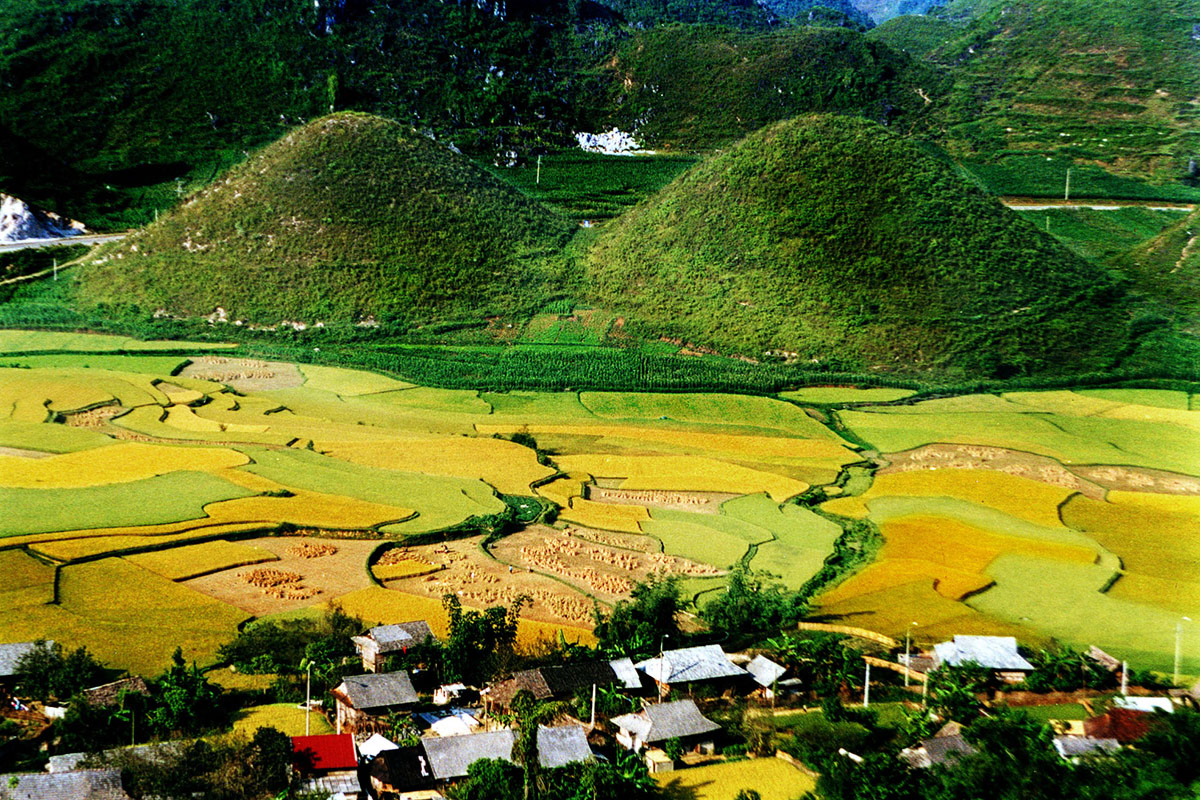 Golden rice terraces in Ha Giang Loop during September