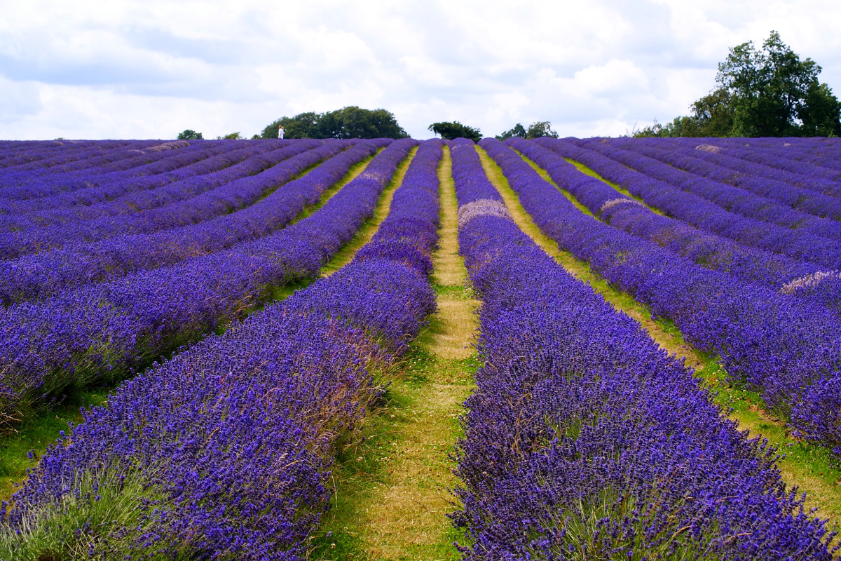 Orchid fields in full bloom in Thai Giang Pho Valley