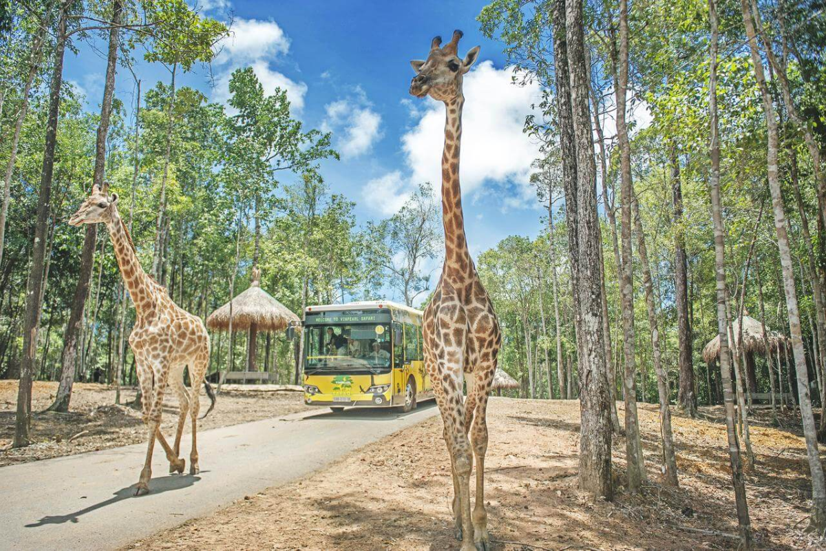 Giraffes roaming at Vinpearl Safari in Phu Quoc