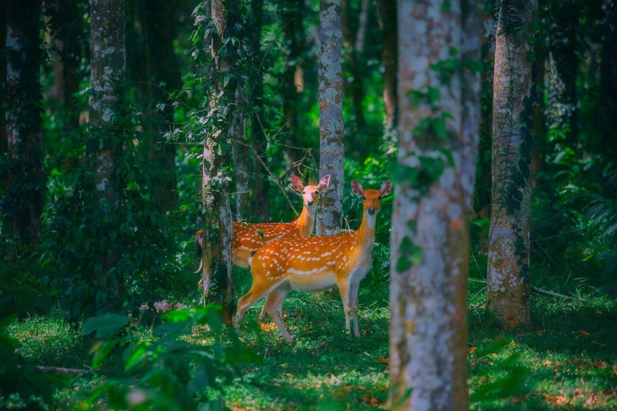 Wild animal in Cuc Phuong forest