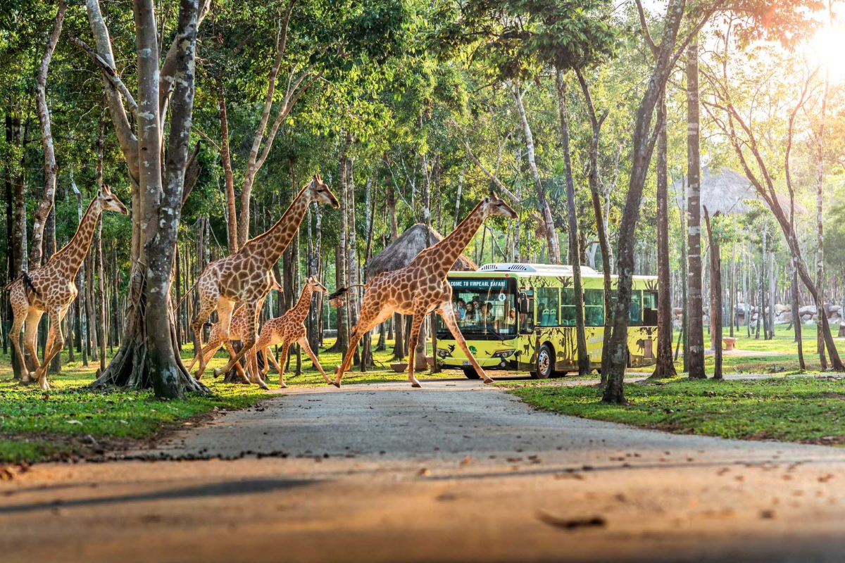 Wild animals at Vinpearl Safari Phu Quoc