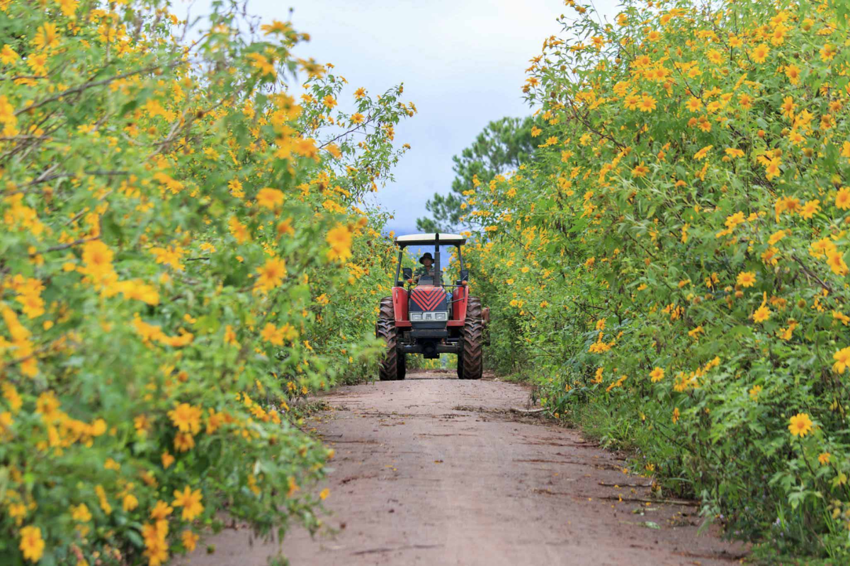 Field of wild sunflowers blooming along a road in Da Lat